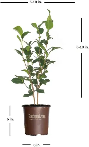 Alabama Beauty Camellia (2.5 Quart) Flowering Evergreen Shrub with Rosey-Red to Pink Blooms - Full Sun to Part Shade Live Outdoor Plant - Southern Living Plants