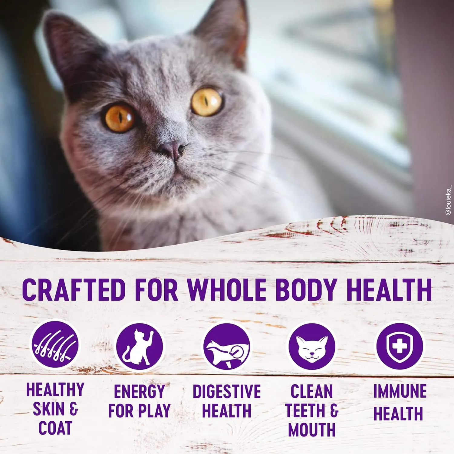 Wellness Complete Health Adult Dry Cat Food for Indoor Cats, Grain Free, Natural, Healthy Weight Chicken & Turkey Meal (11.5 Pound Bag)